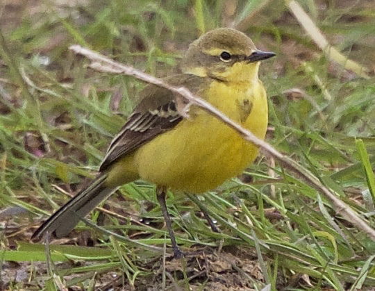Yellow Wagtail