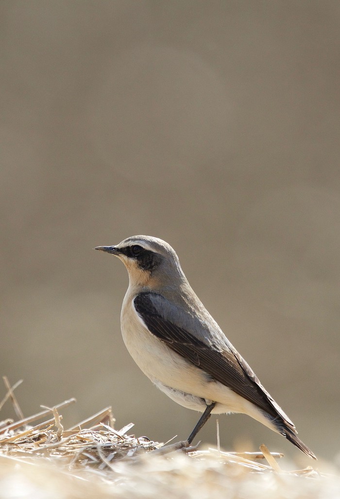 Wheatear
