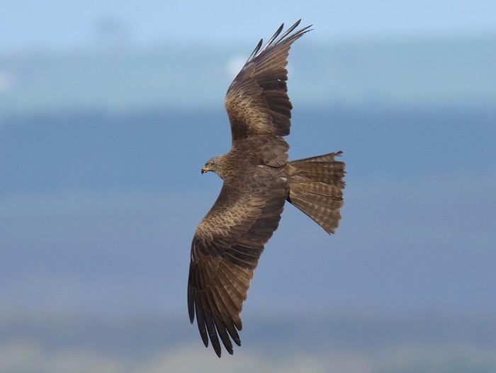 Black Kite