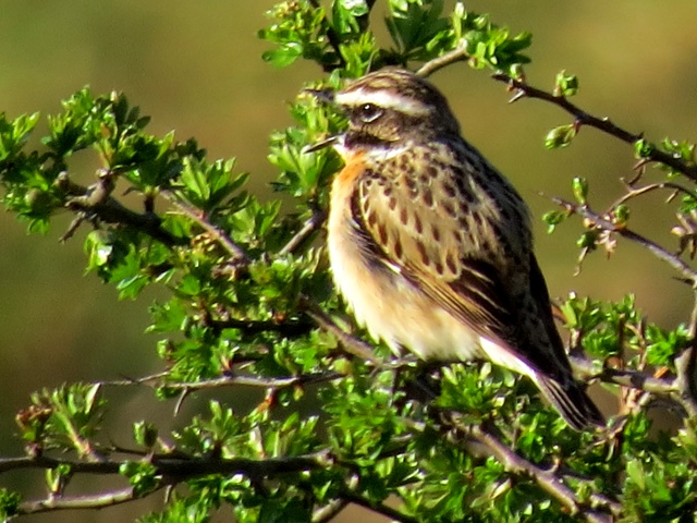 Whinchat