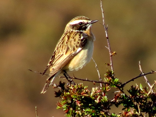 Whinchat