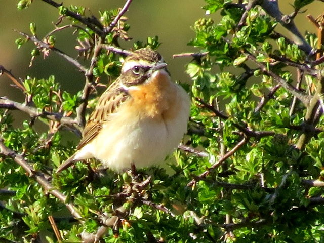 Whinchat