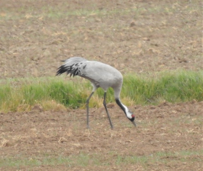 Common Crane