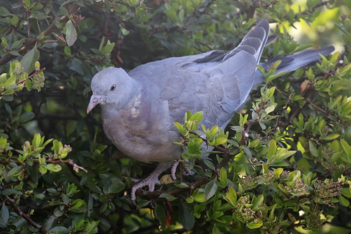 Woodpigeon