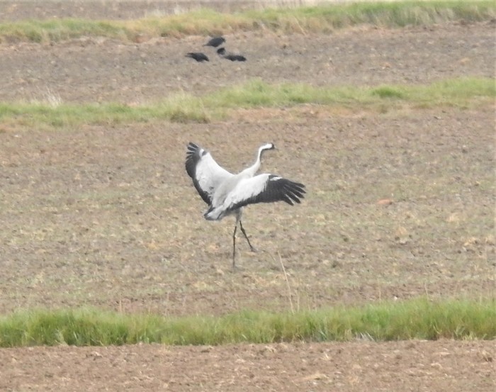 Common Crane 