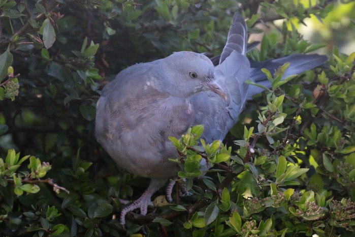 Woodpigeon