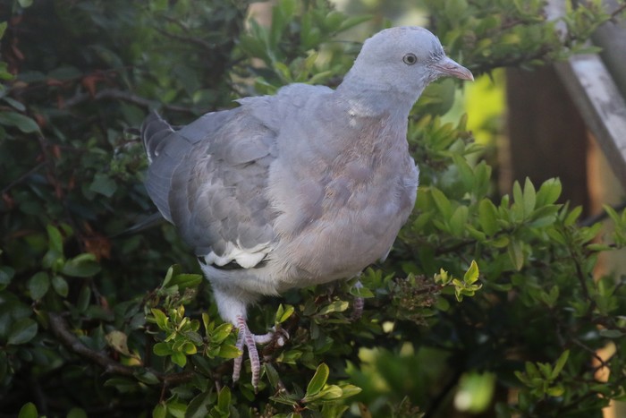 Woodpigeon by Christopher Teague