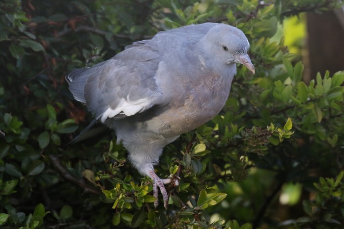 Woodpigeon