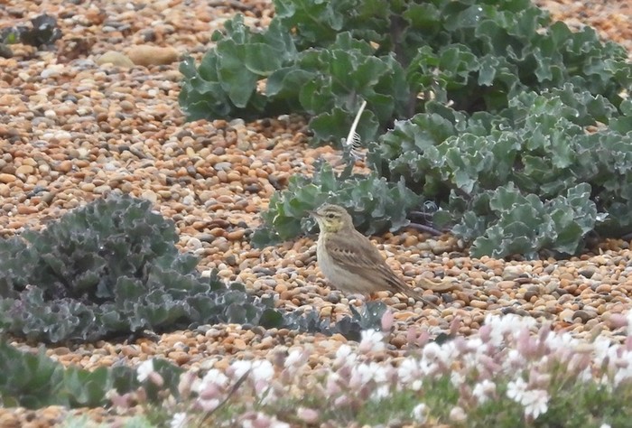 Tawny Pipit