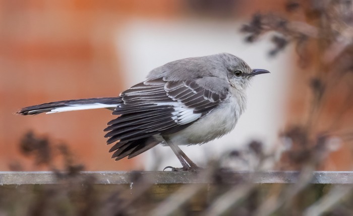 Northern Mockingbird