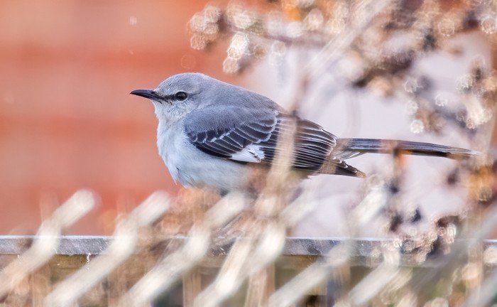 Northern Mockingbird