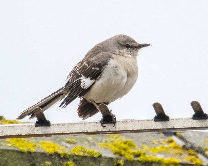 Northern Mockingbird