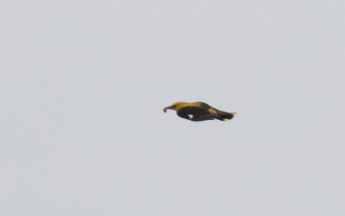 Golden Oriole