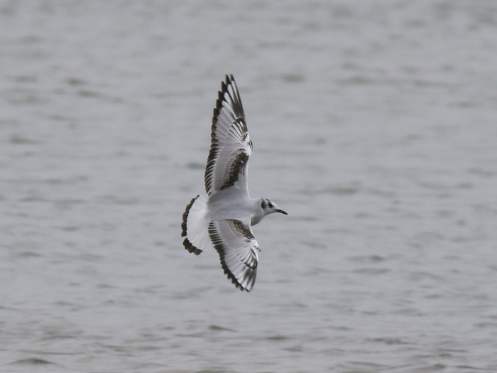 Bonaparte's Gull