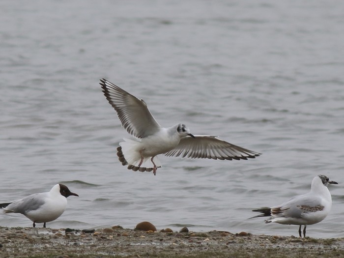Bonaparte's Gull