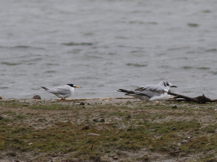 Bonaparte's Gull