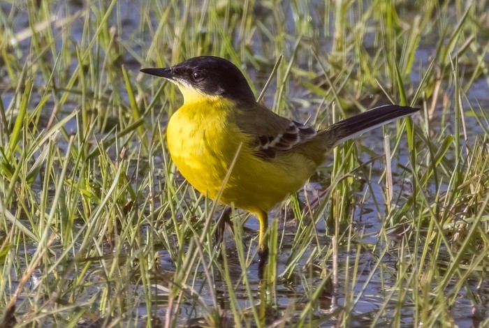 Grey-headed Wagtail