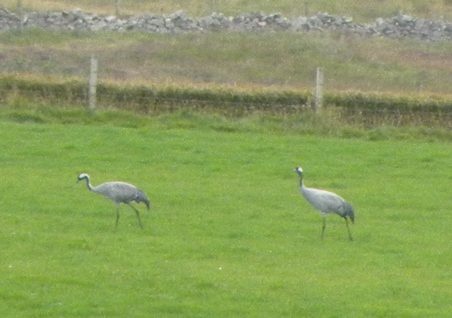 Common Crane