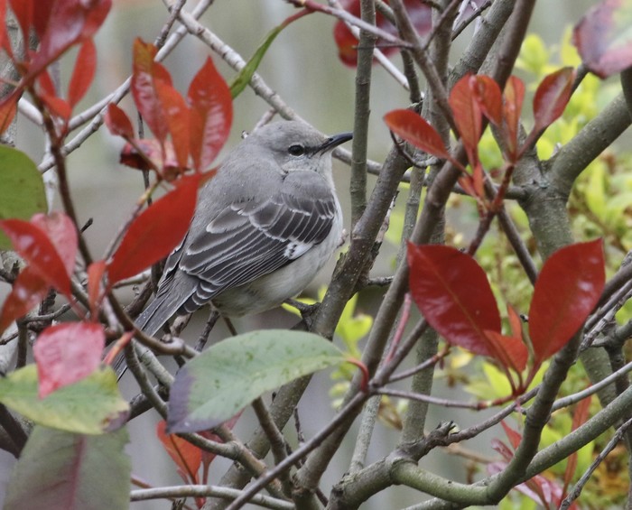 Northern Mockingbird