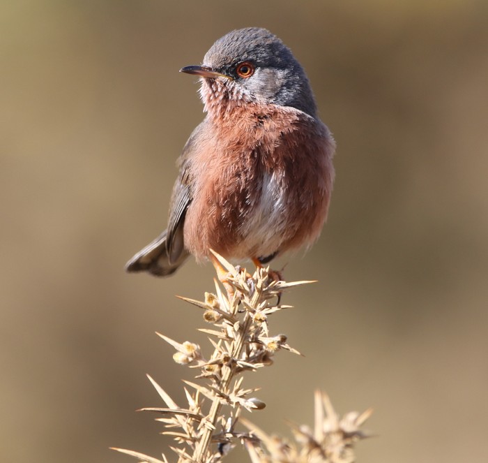 Dartford Warbler