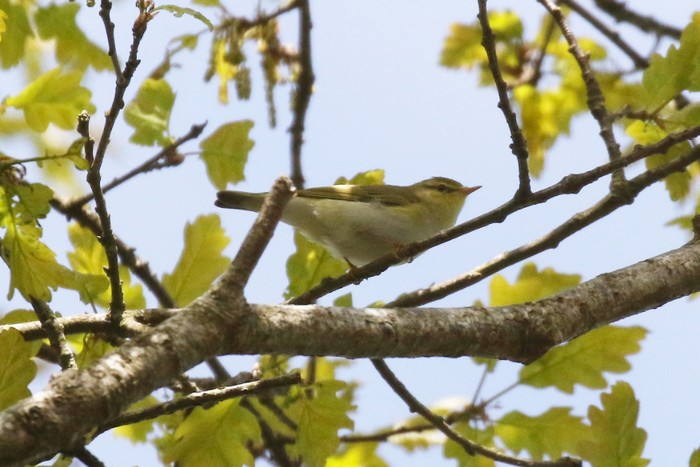 Wood Warbler