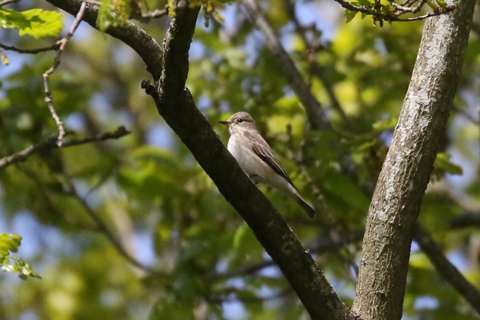 Spotted Flycatcher