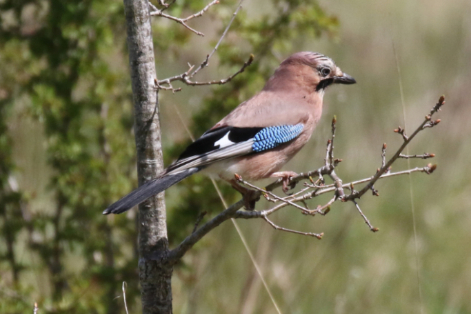 Jay