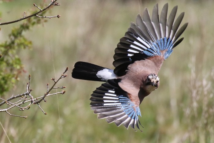 Jay