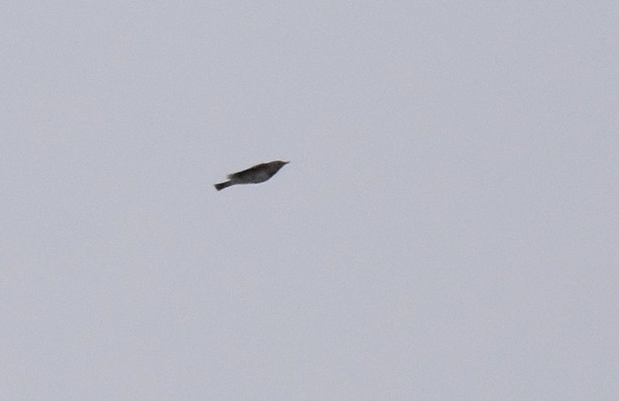 Black-throated Thrush