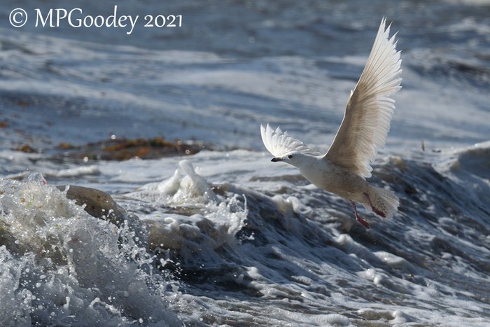 Iceland Gull
