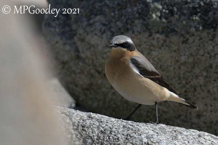 Wheatear