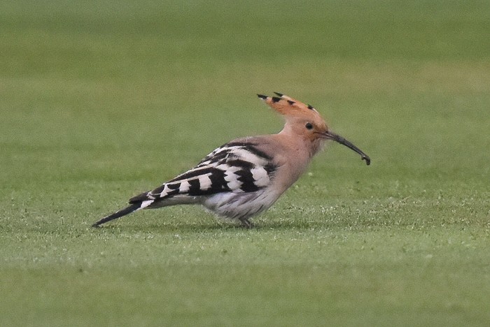Hoopoe