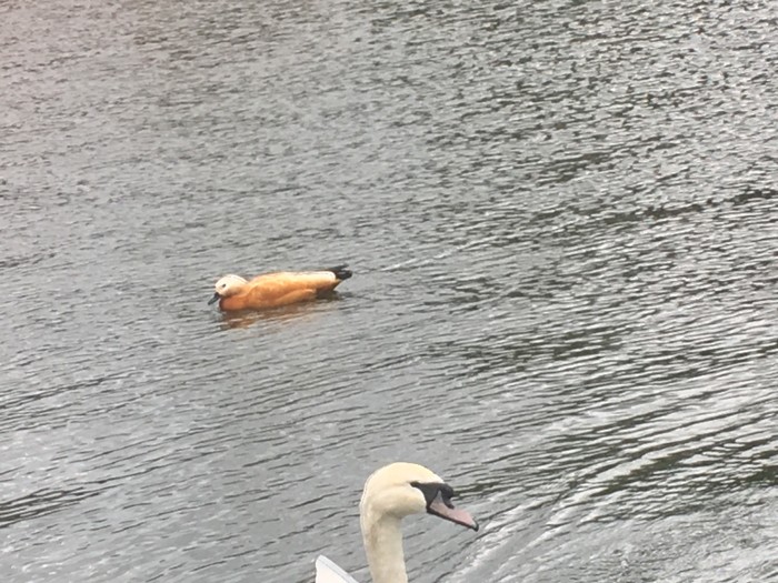Ruddy Shelduck