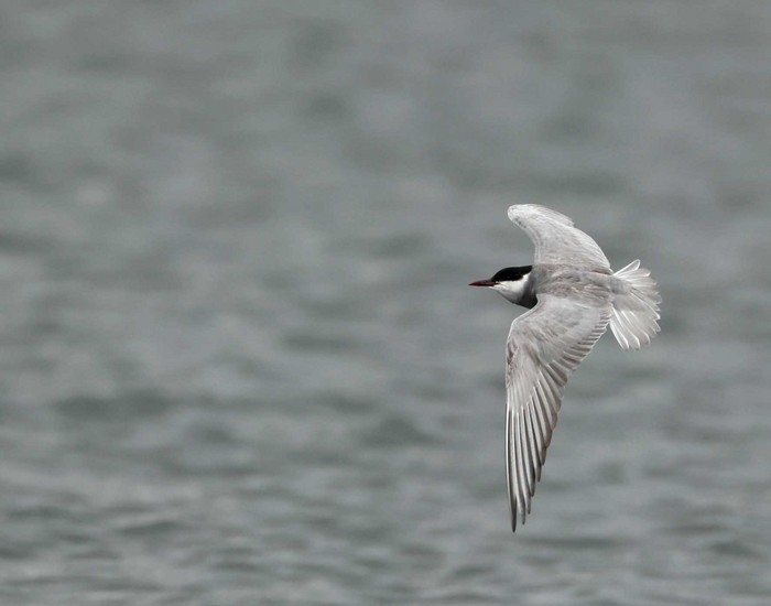 Whiskered Tern