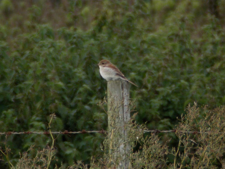 Red-backed Shrike