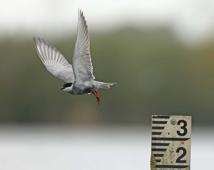 Whiskered Tern
