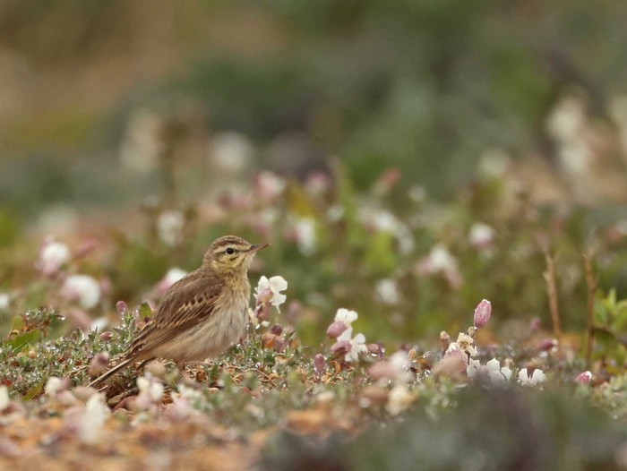 Tawny Pipit