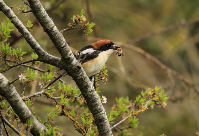 Woodchat Shrike