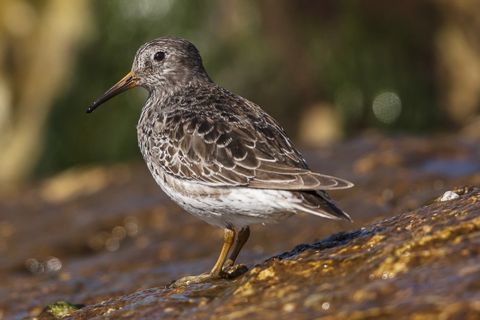 Purple Sandpiper