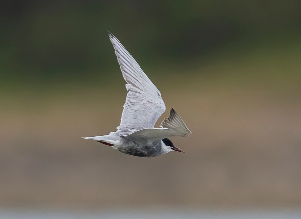 Whiskered Tern