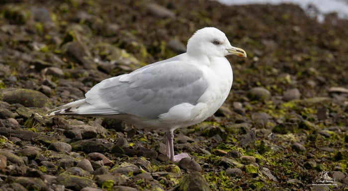Kumlien's Gull