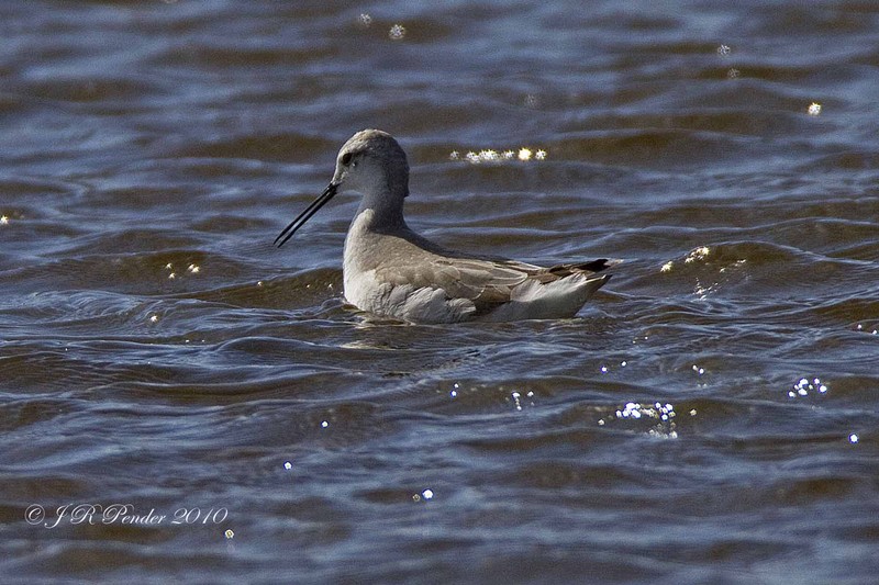 Wilson's Phalarope