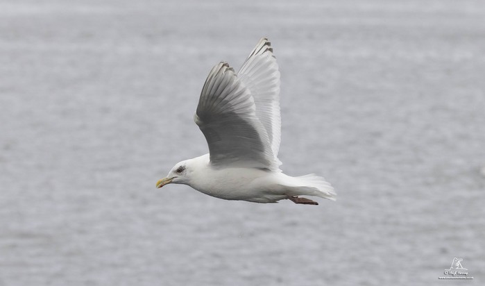Kumlien's Gull
