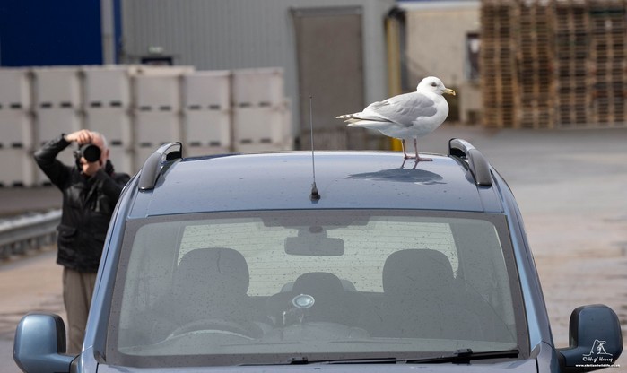 Kumlien's Gull