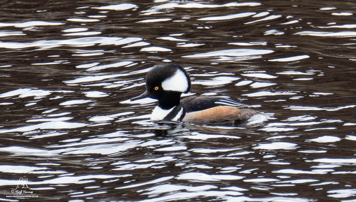 Hooded Merganser