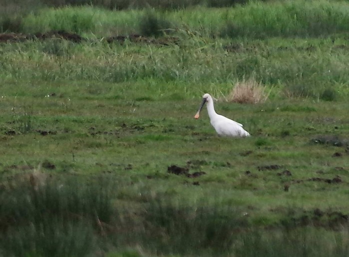 Spoonbill