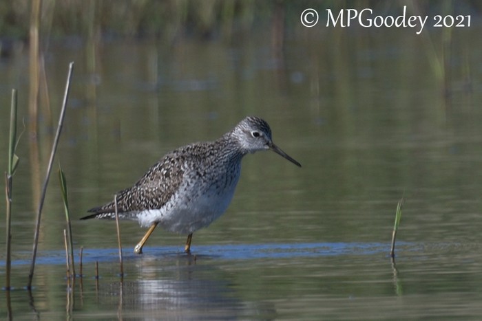 Lesser Yellowlegs