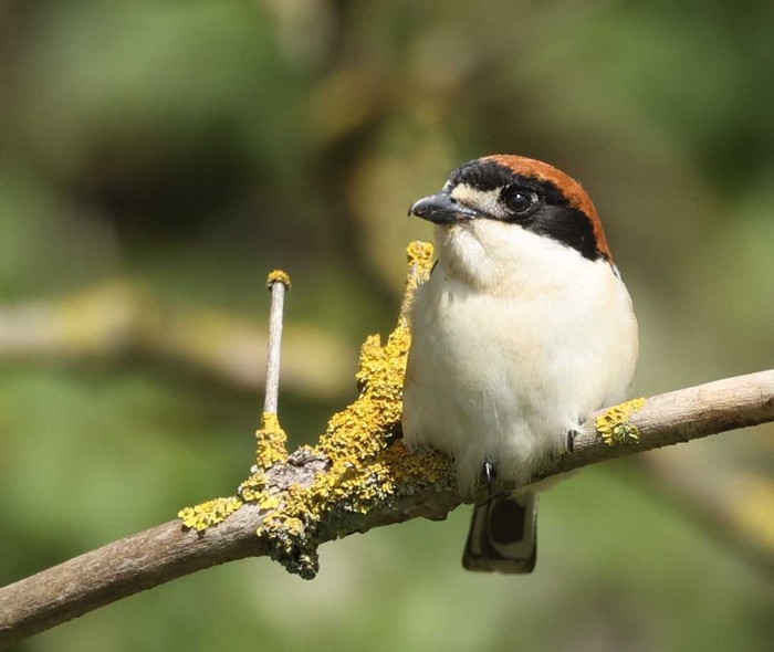 Woodchat Shrike