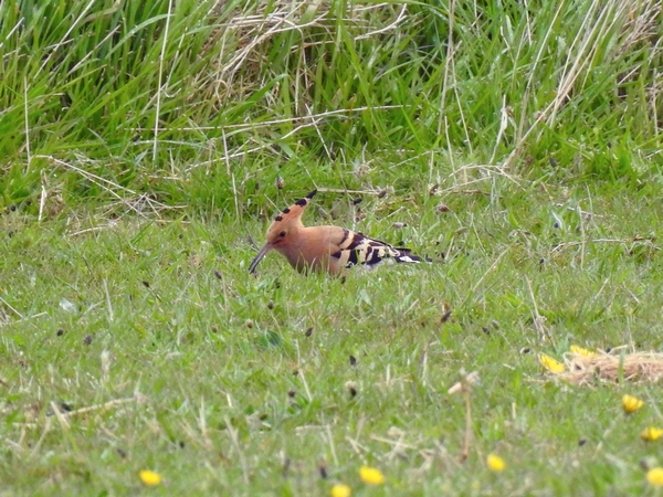 Hoopoe