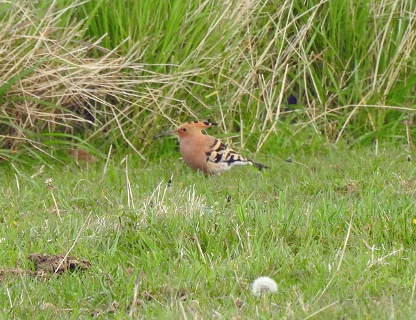 Hoopoe